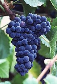 Вино из винограда Изабелла