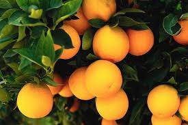Апельсиновая настойка